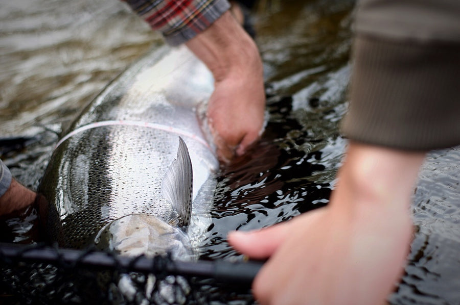 One set of hands holding onto a Salmon Steelhead, while another is holding onto a net. 