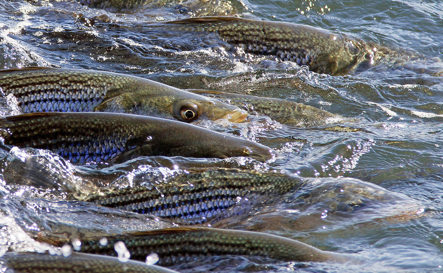 Striped Bass Blitz
