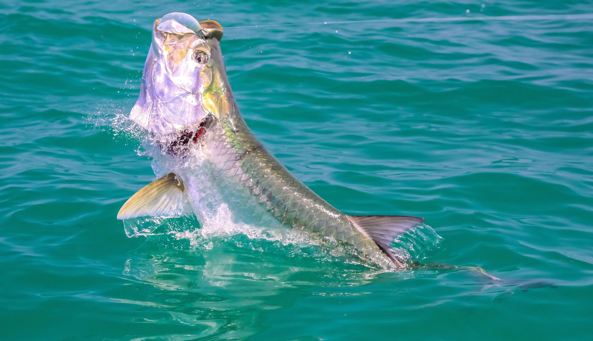 A tarpon is slightly above light blue water with a fishing line coming out of its mouth. 